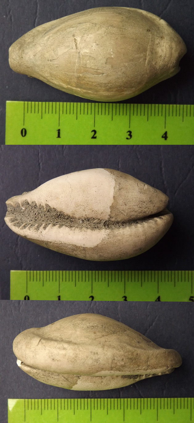 Cypraea da identificare